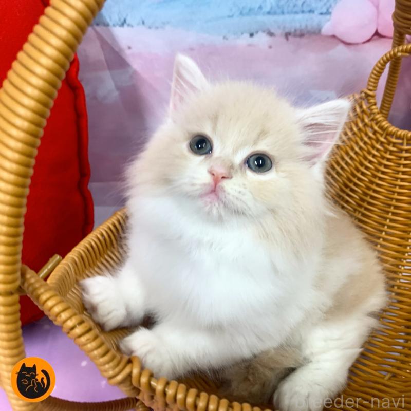 販売中の大阪府のスコティッシュフォールド-129657