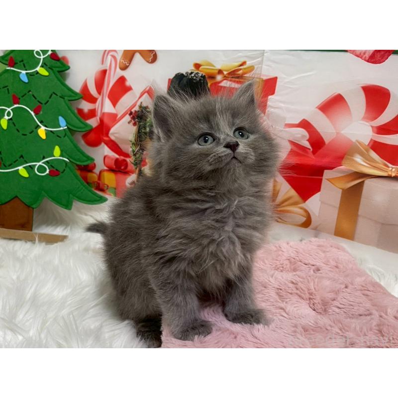 販売中の埼玉県のサイベリアン-129320の2枚目