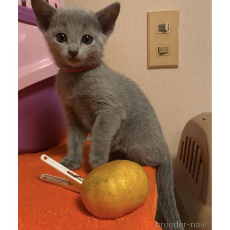 販売中の埼玉県のロシアンブルー-129247