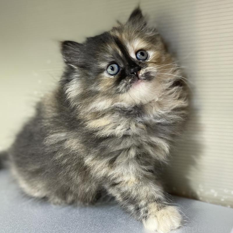 販売中の愛知県のミヌエット-130132