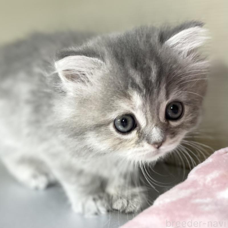 販売中の愛知県のミヌエット-130134