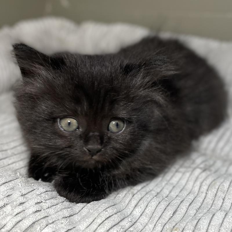 販売中の愛知県のミヌエット-130136