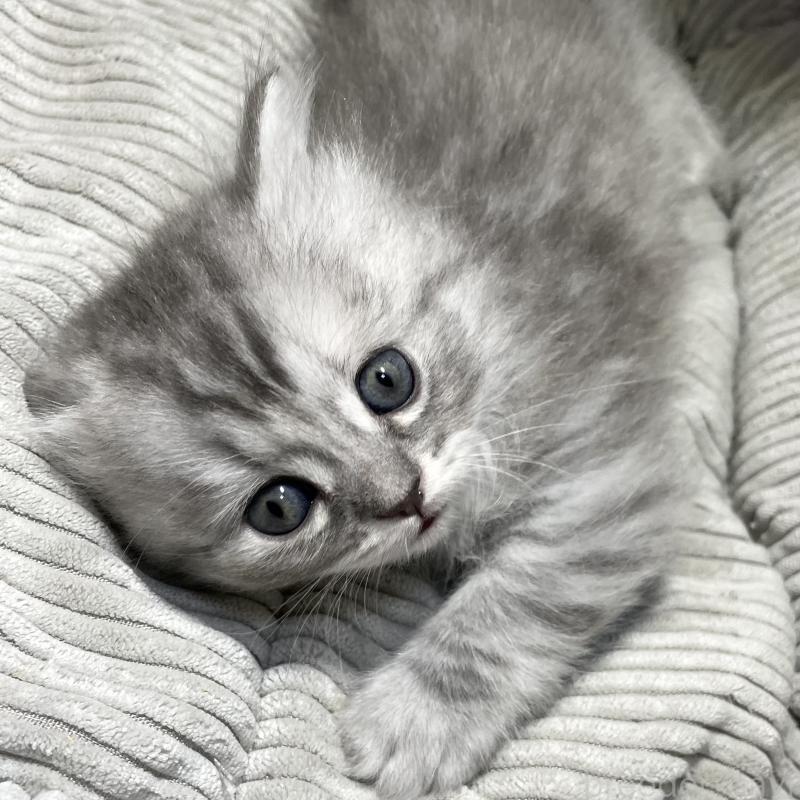 販売中の愛知県のミヌエット-130137