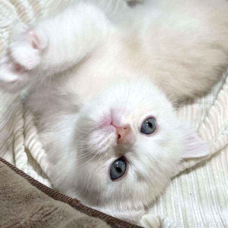 販売中の愛知県のミヌエット-130140