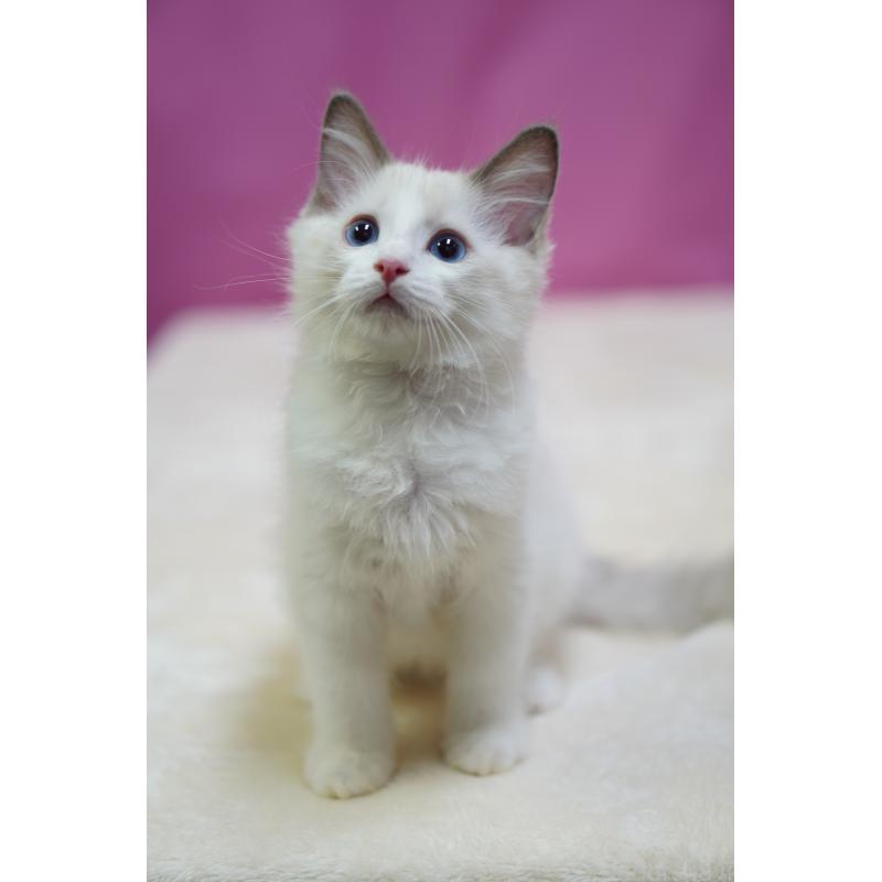 成約済の埼玉県のラグドール-130633の8枚目