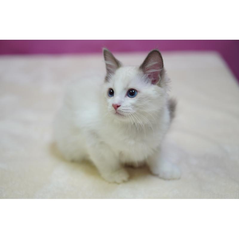 成約済の埼玉県のラグドール-130633の7枚目