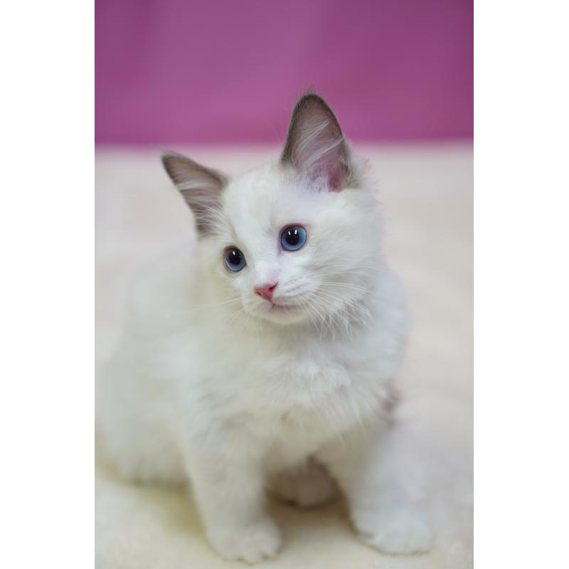 成約済の埼玉県のラグドール-130633の6枚目