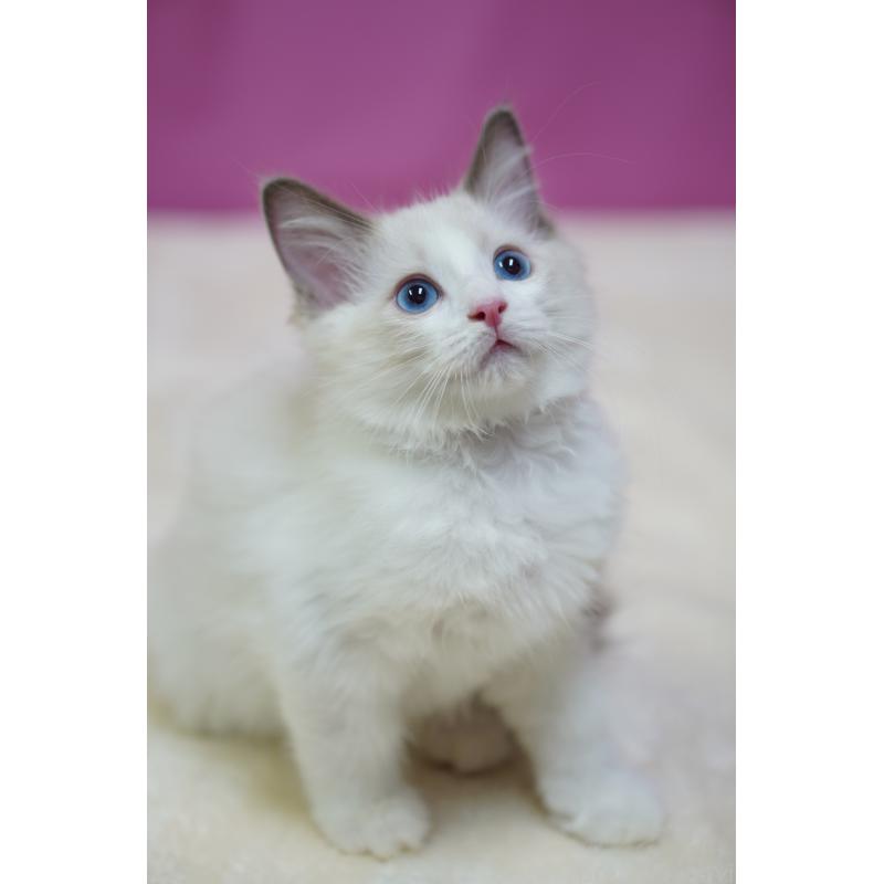 成約済の埼玉県のラグドール-130633の5枚目