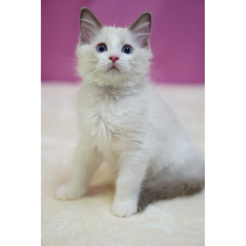 成約済の埼玉県のラグドール-130633の4枚目