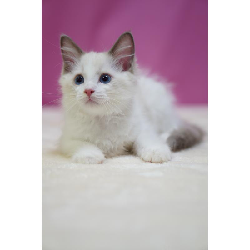 成約済の埼玉県のラグドール-130633の3枚目