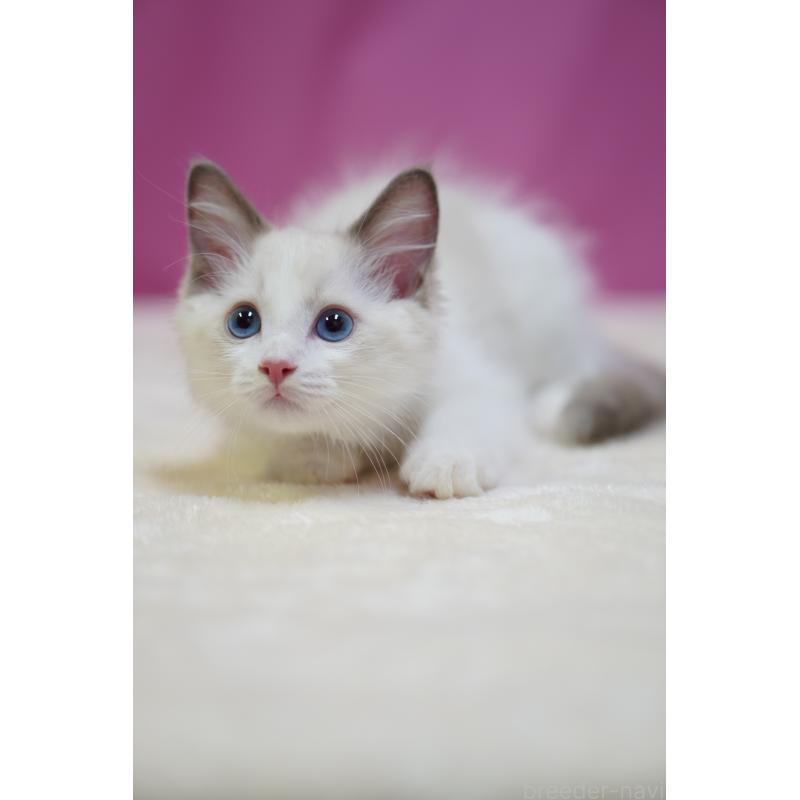 成約済の埼玉県のラグドール-130633の2枚目