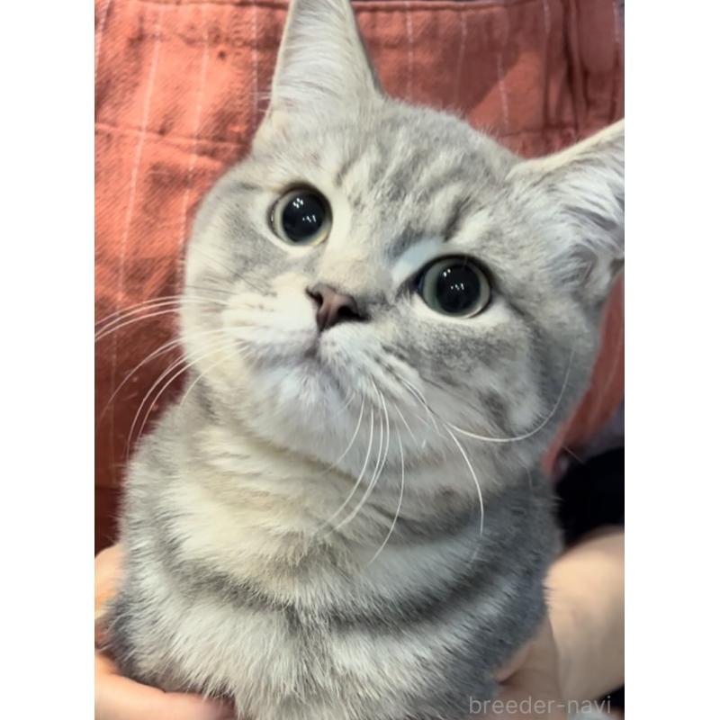 販売中の兵庫県のブリティッシュロングヘア-119934の9枚目