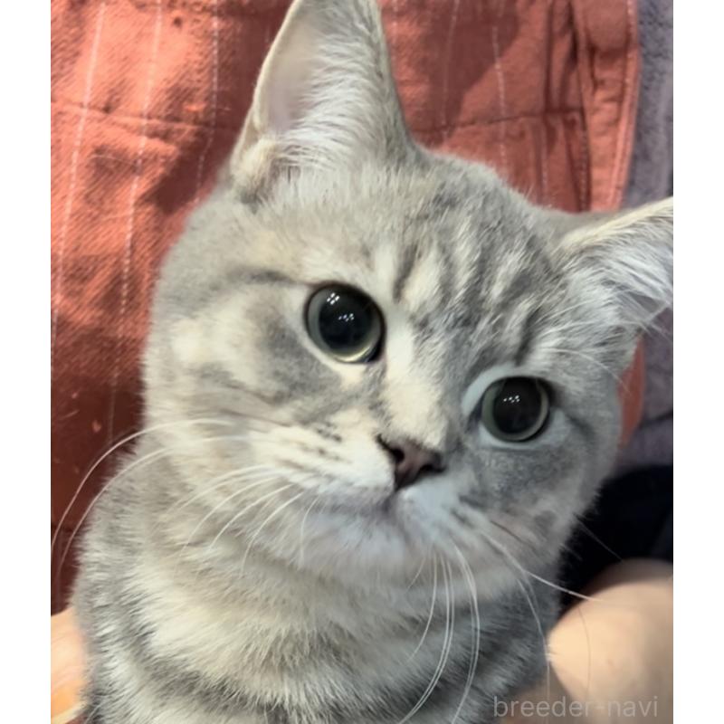 販売中の兵庫県のブリティッシュロングヘア-119934の8枚目