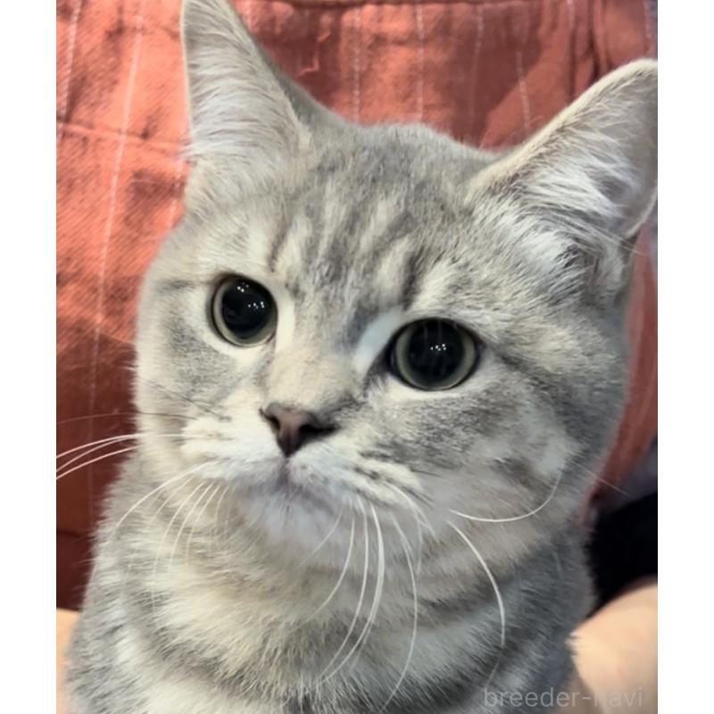 販売中の兵庫県のブリティッシュロングヘア-119934の7枚目