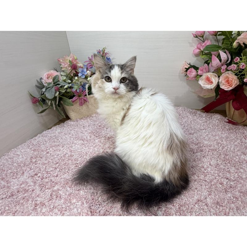 販売中の東京都のラガマフィン-124972の4枚目