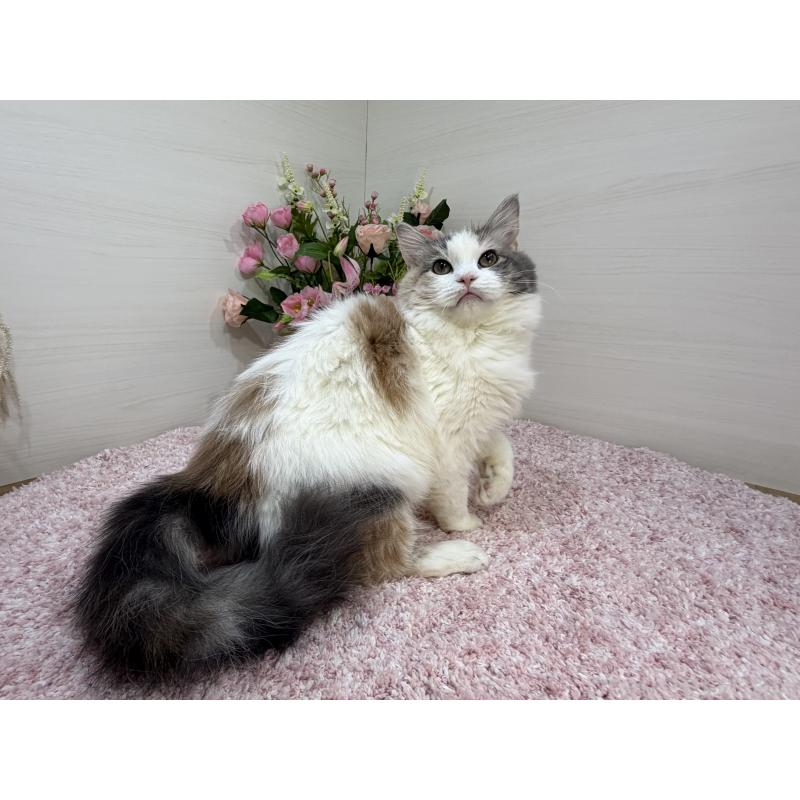 販売中の東京都のラガマフィン-124972の3枚目