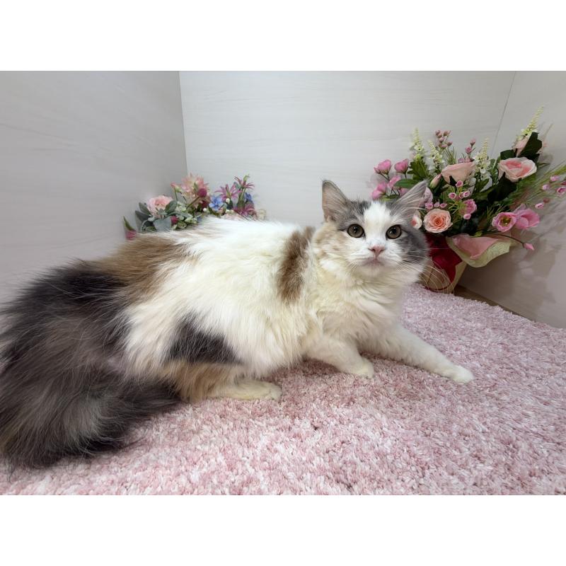 販売中の東京都のラガマフィン-124972の2枚目