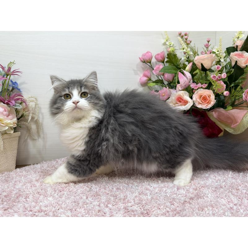 成約済の東京都のラガマフィン-127948の5枚目