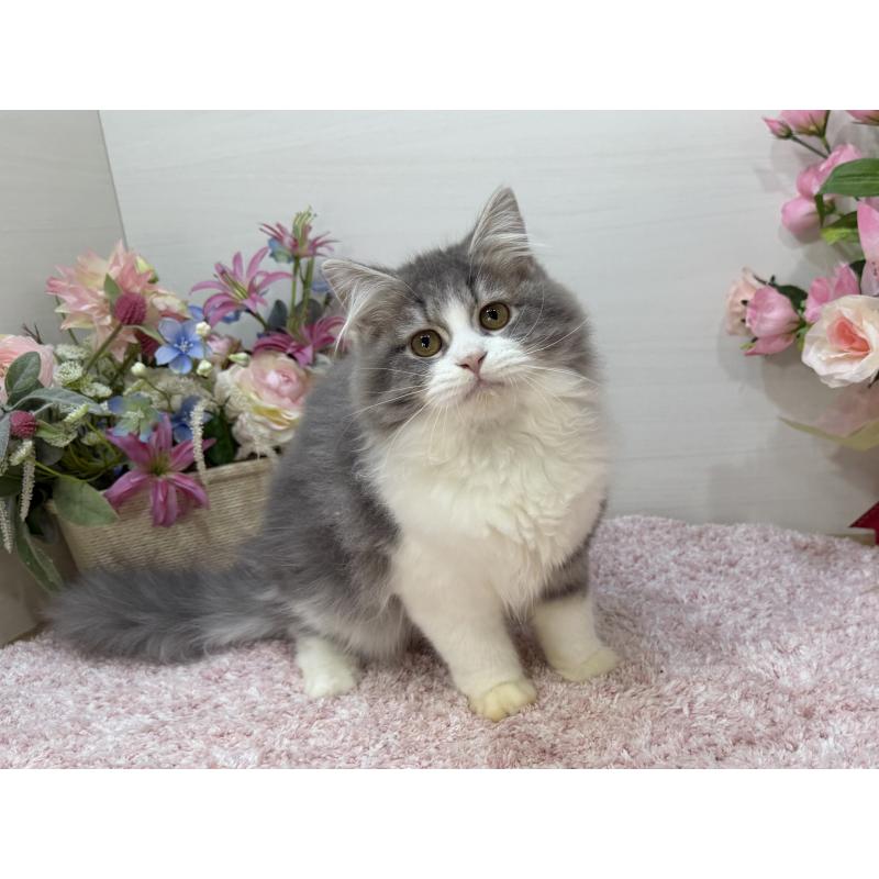 成約済の東京都のラガマフィン-127948の4枚目