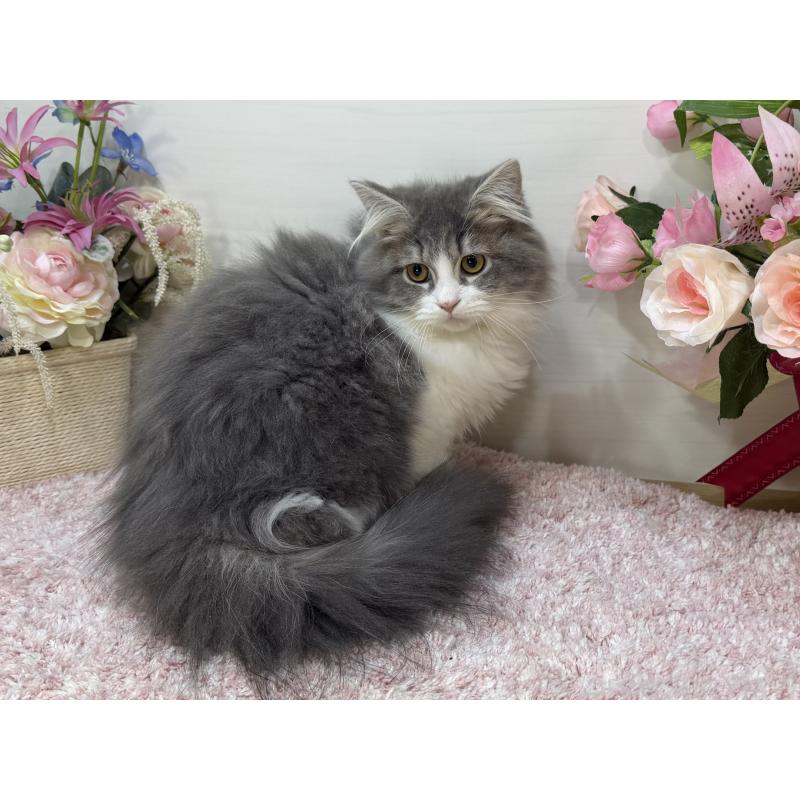 成約済の東京都のラガマフィン-127948の3枚目