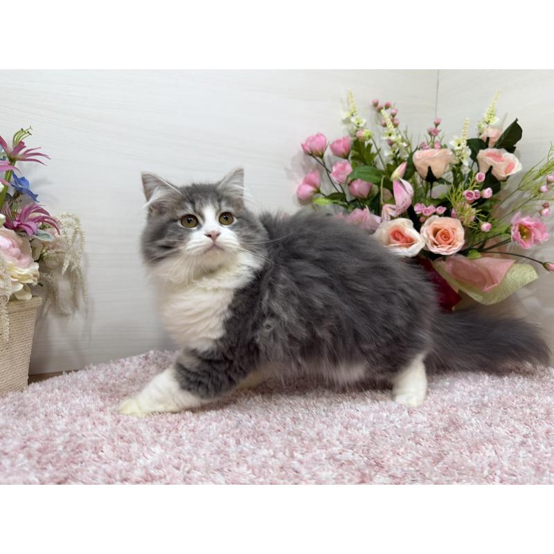 成約済の東京都のラガマフィン-127948の2枚目