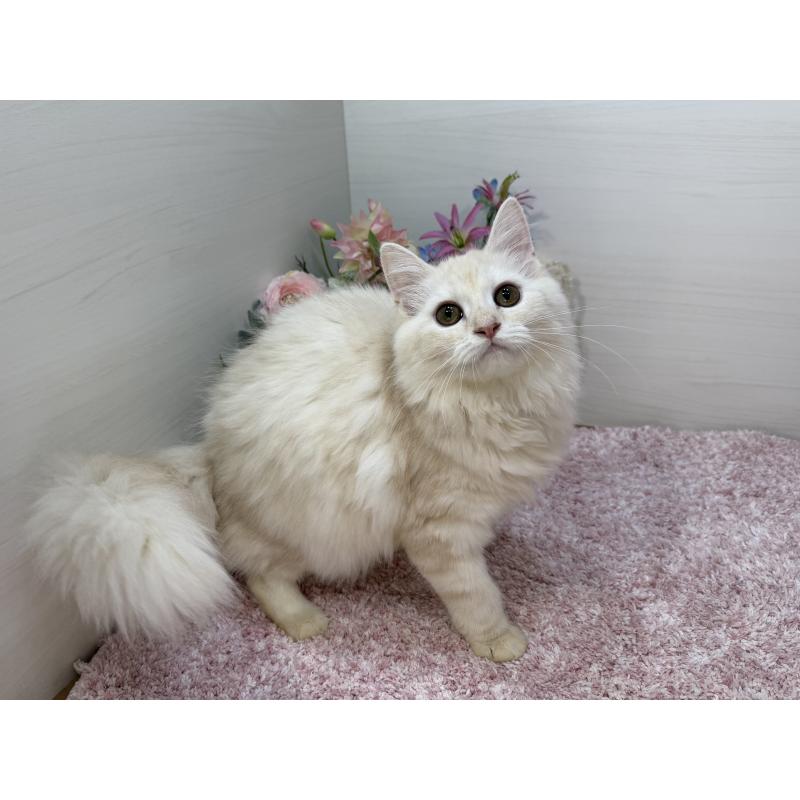 販売中の東京都のマンチカン-129126の5枚目