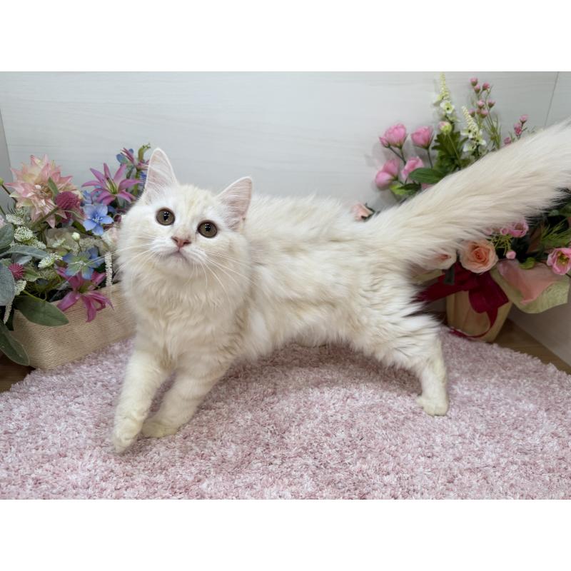 販売中の東京都のマンチカン-129126の4枚目