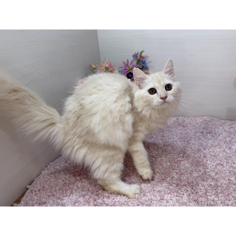 販売中の東京都のマンチカン-129126の3枚目