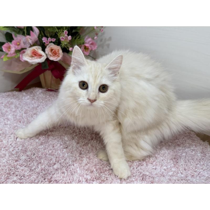 販売中の東京都のマンチカン-129126の2枚目