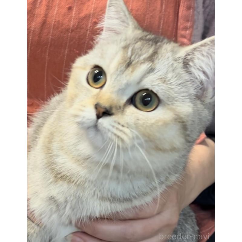 販売中の兵庫県のブリティッシュショートヘア-120125の6枚目