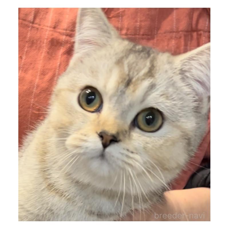 販売中の兵庫県のブリティッシュショートヘア-120125の5枚目