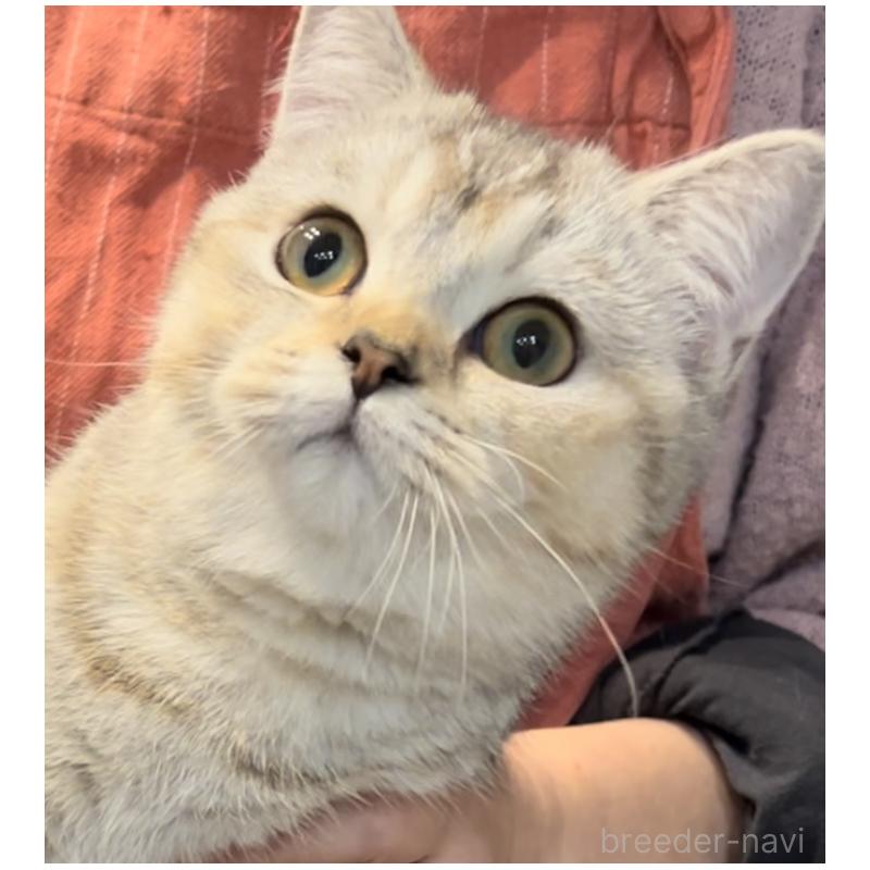 販売中の兵庫県のブリティッシュショートヘア-120125の4枚目