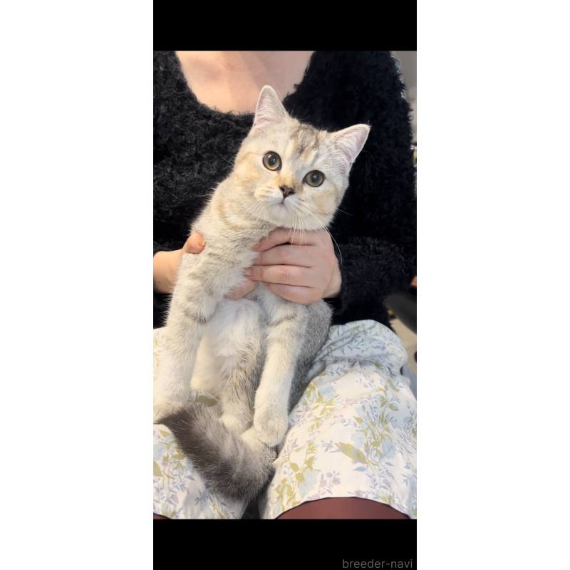 販売中の兵庫県のブリティッシュショートヘア-120125の3枚目