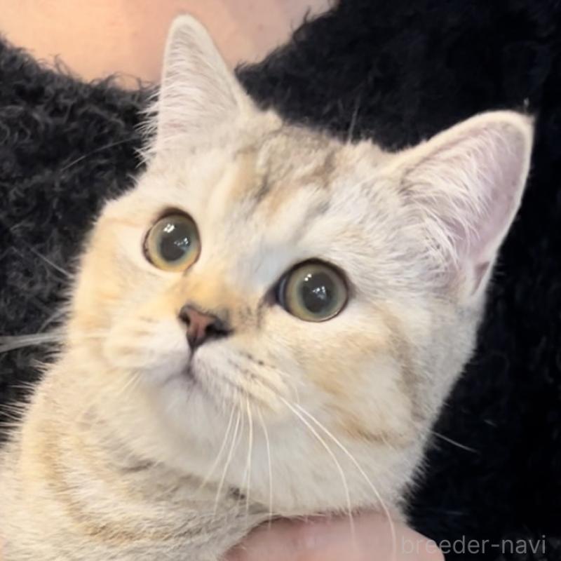 販売中ののブリティッシュショートヘア-120125