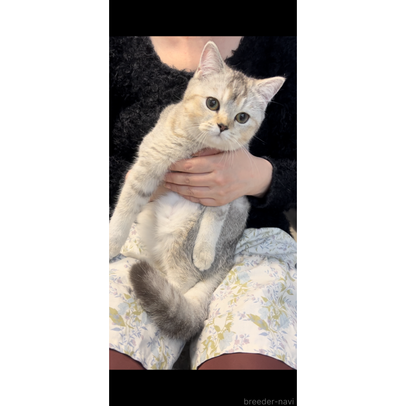 販売中の兵庫県のブリティッシュショートヘア-120125の2枚目