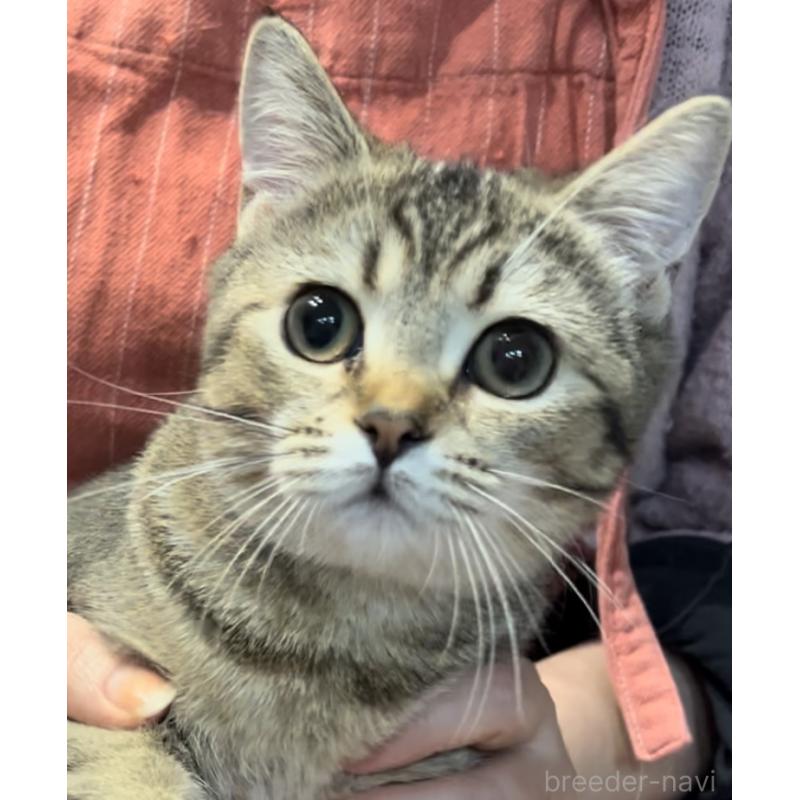 販売中の兵庫県のブリティッシュショートヘア-124662の11枚目