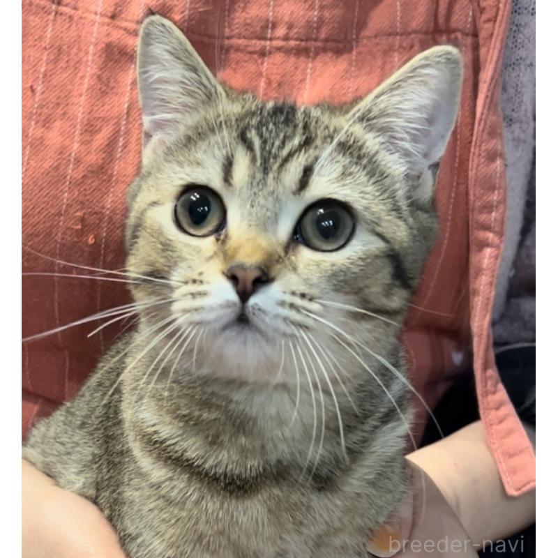 販売中の兵庫県のブリティッシュショートヘア-124662の9枚目