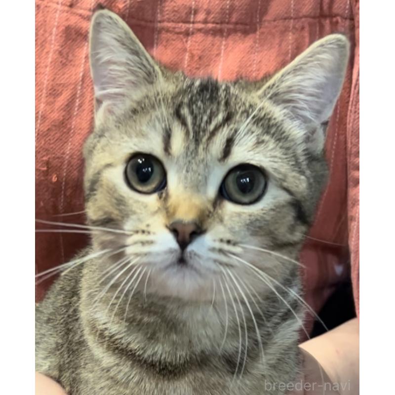 販売中の兵庫県のブリティッシュショートヘア-124662の8枚目