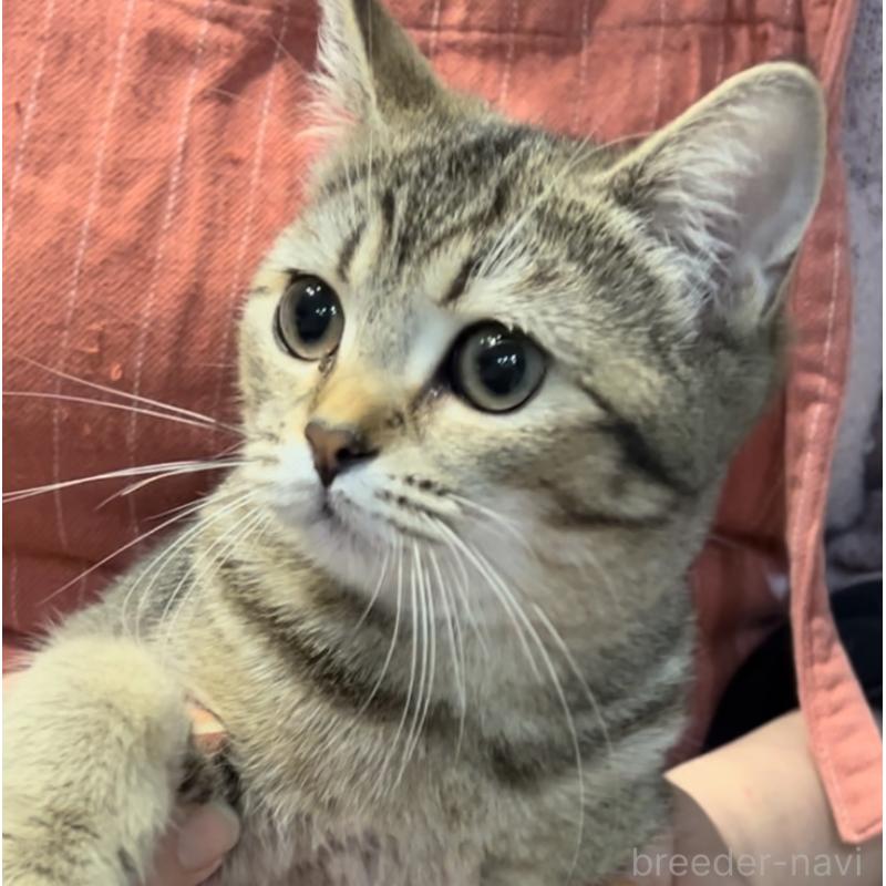 販売中の兵庫県のブリティッシュショートヘア-124662の7枚目