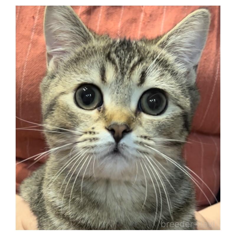 販売中の兵庫県のブリティッシュショートヘア-124662の5枚目