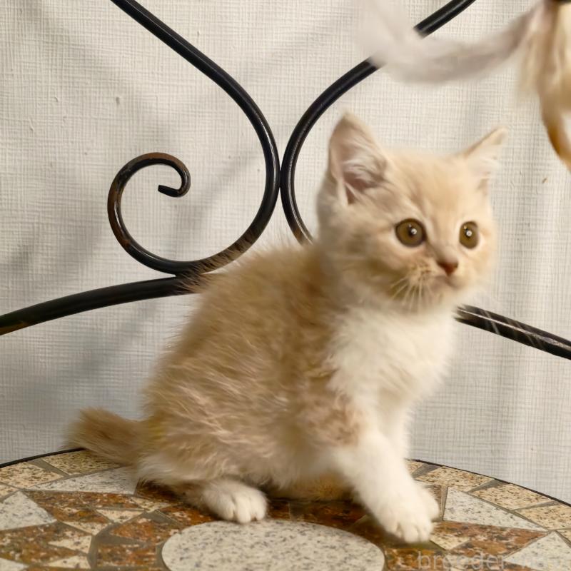 販売中の埼玉県のミヌエット-131589の6枚目