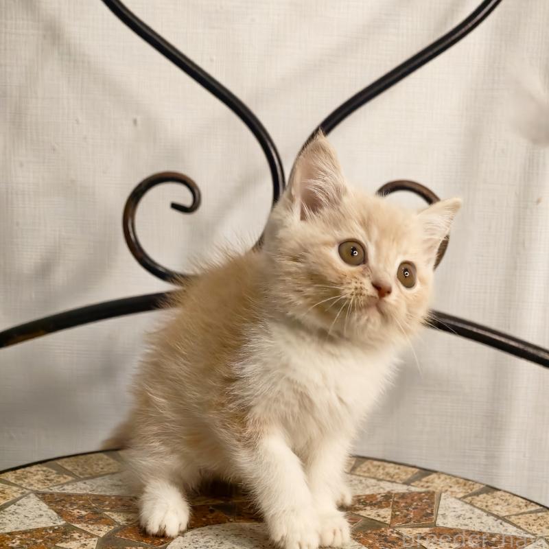 販売中の埼玉県のミヌエット-131589の5枚目