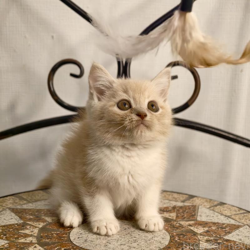 販売中の埼玉県のミヌエット-131589の4枚目