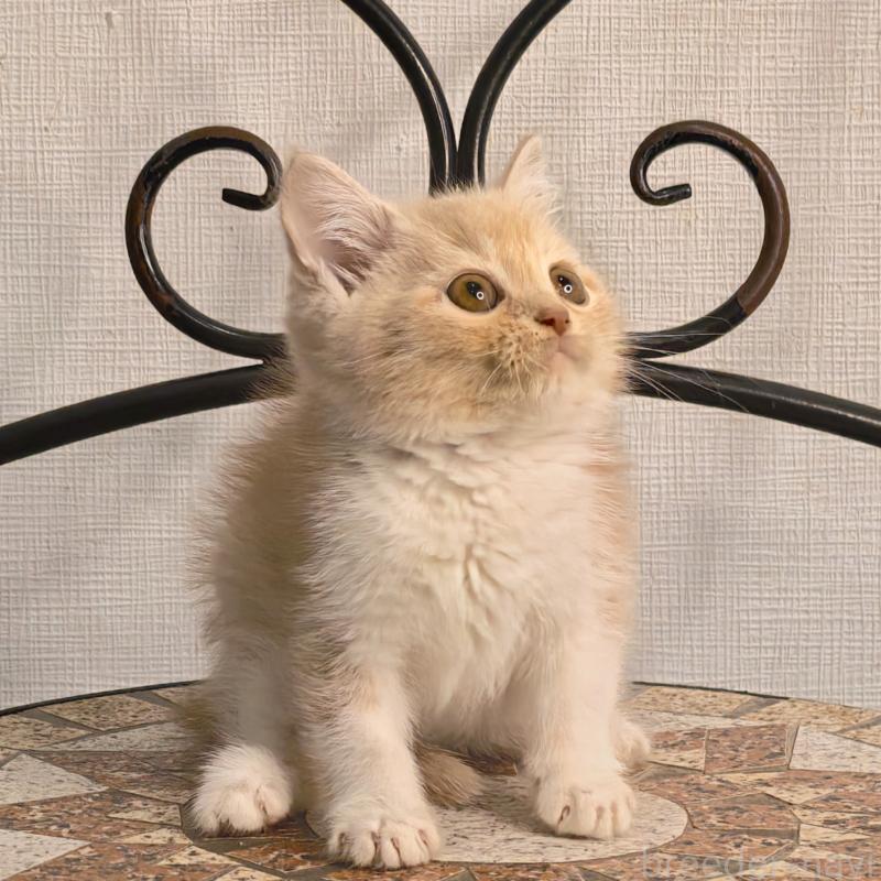 販売中の埼玉県のミヌエット-131589の3枚目