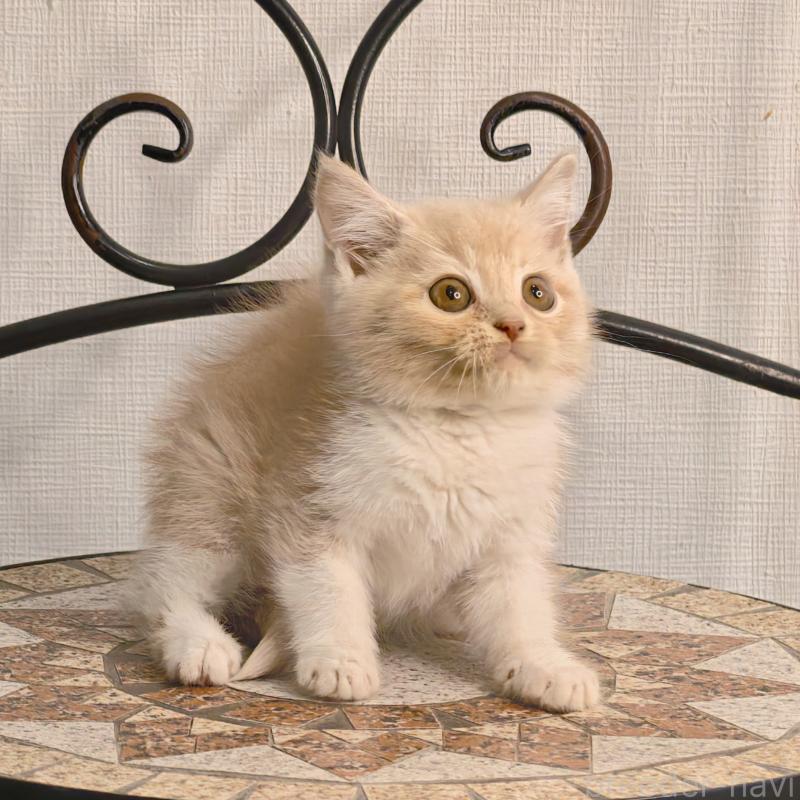 販売中の埼玉県のミヌエット-131589の2枚目