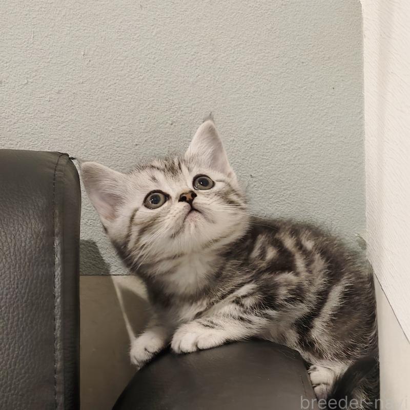 販売中の埼玉県のスコティッシュフォールド-131590の3枚目