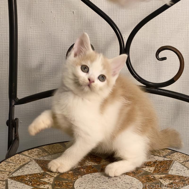 販売中の埼玉県のミヌエット-131591の5枚目