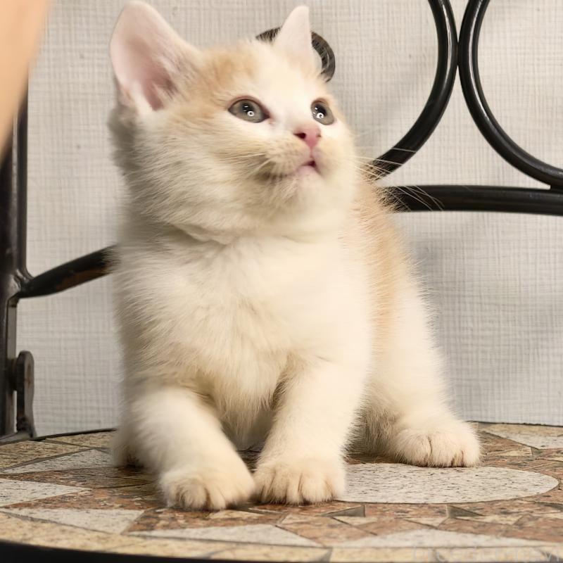 販売中の埼玉県のミヌエット-131591の4枚目