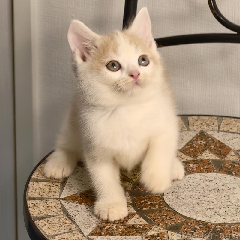 販売中の埼玉県のミヌエット-131591の3枚目