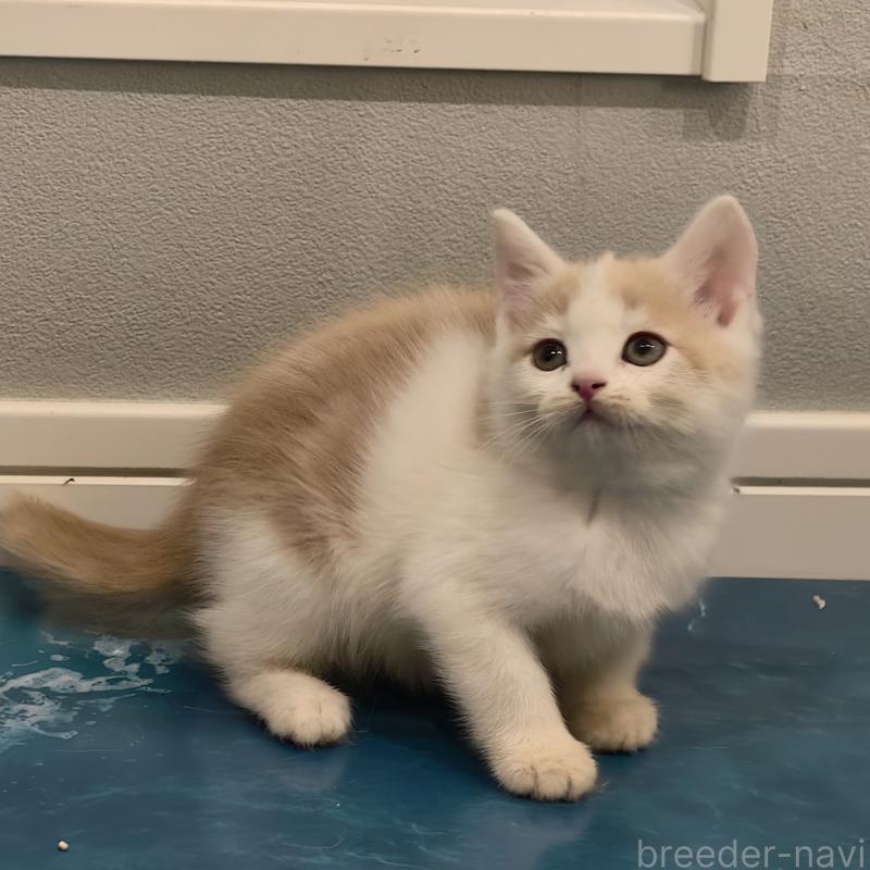 販売中の埼玉県のミヌエット-131591の2枚目